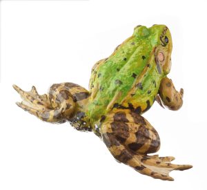 Pool Frog With Dorsal Stripe, Male