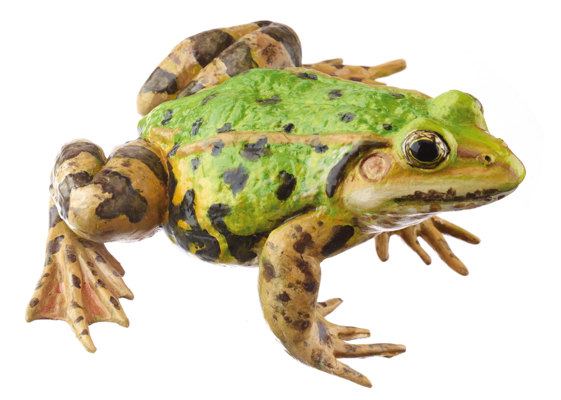 Pool Frog With Dorsal Stripe, Female