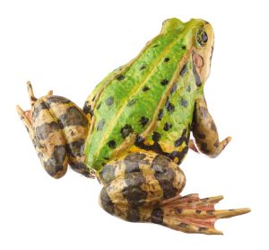 Pool Frog Without Dorsal Stripe, Female