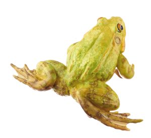 Pool Frog Mating Colouration, Male