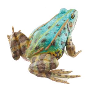 Pool Frog Bluish Morph, Female