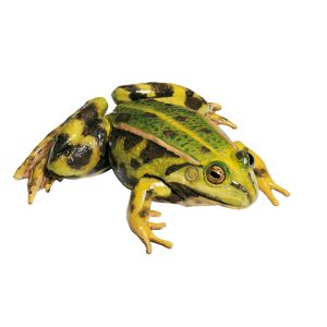 Edible Frog, Female