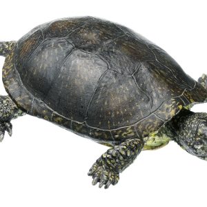 European Pond Turtle, Male