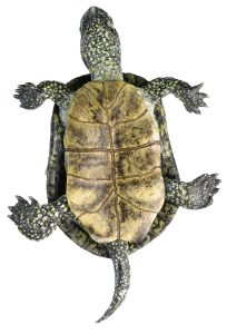 European Pond Turtle, Male