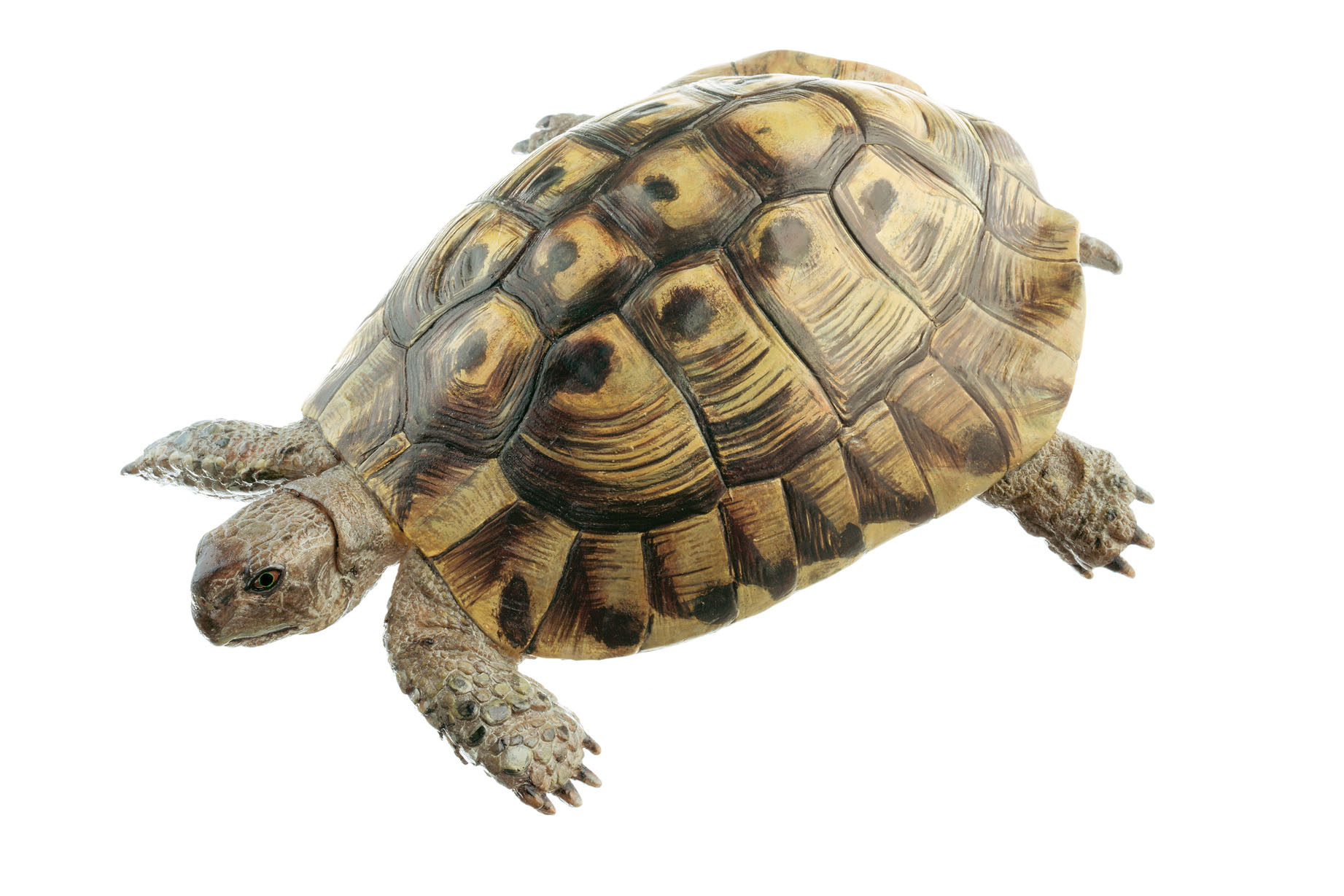 Hermann’s Tortoise, Male