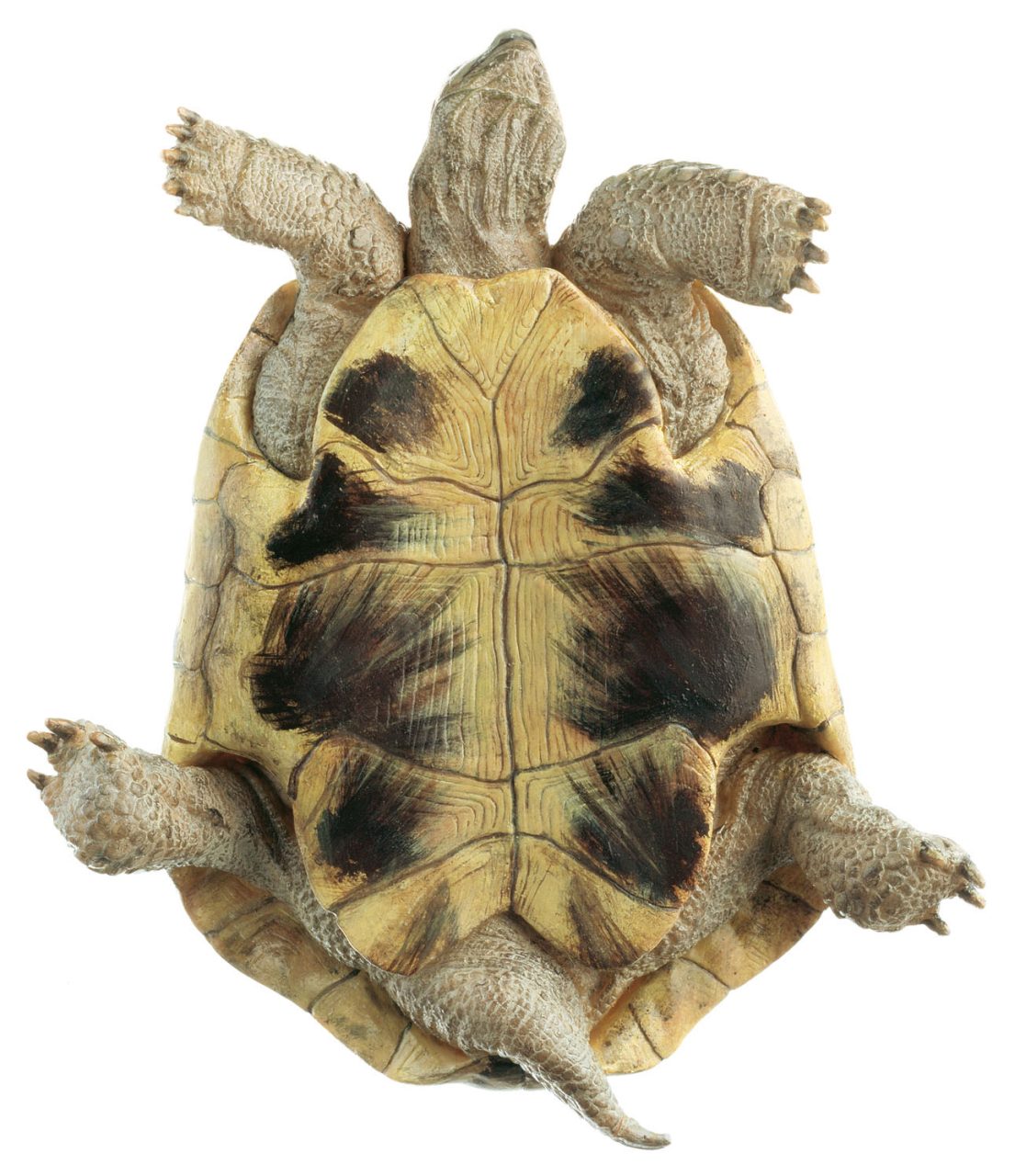 Hermann's Tortoise, Male