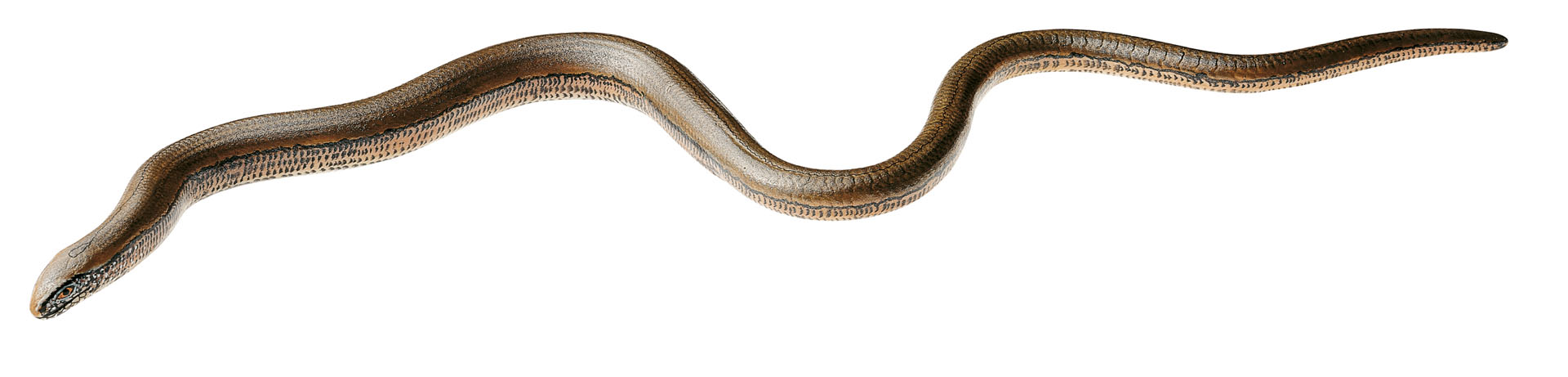 Slow Worm, Female