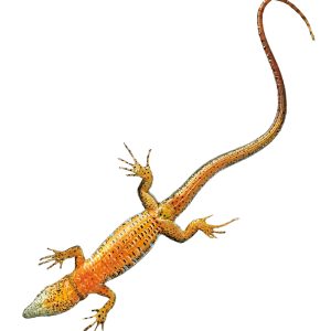 Common Wall Lizard, Male