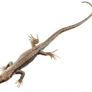 Common Wall Lizard, Female
