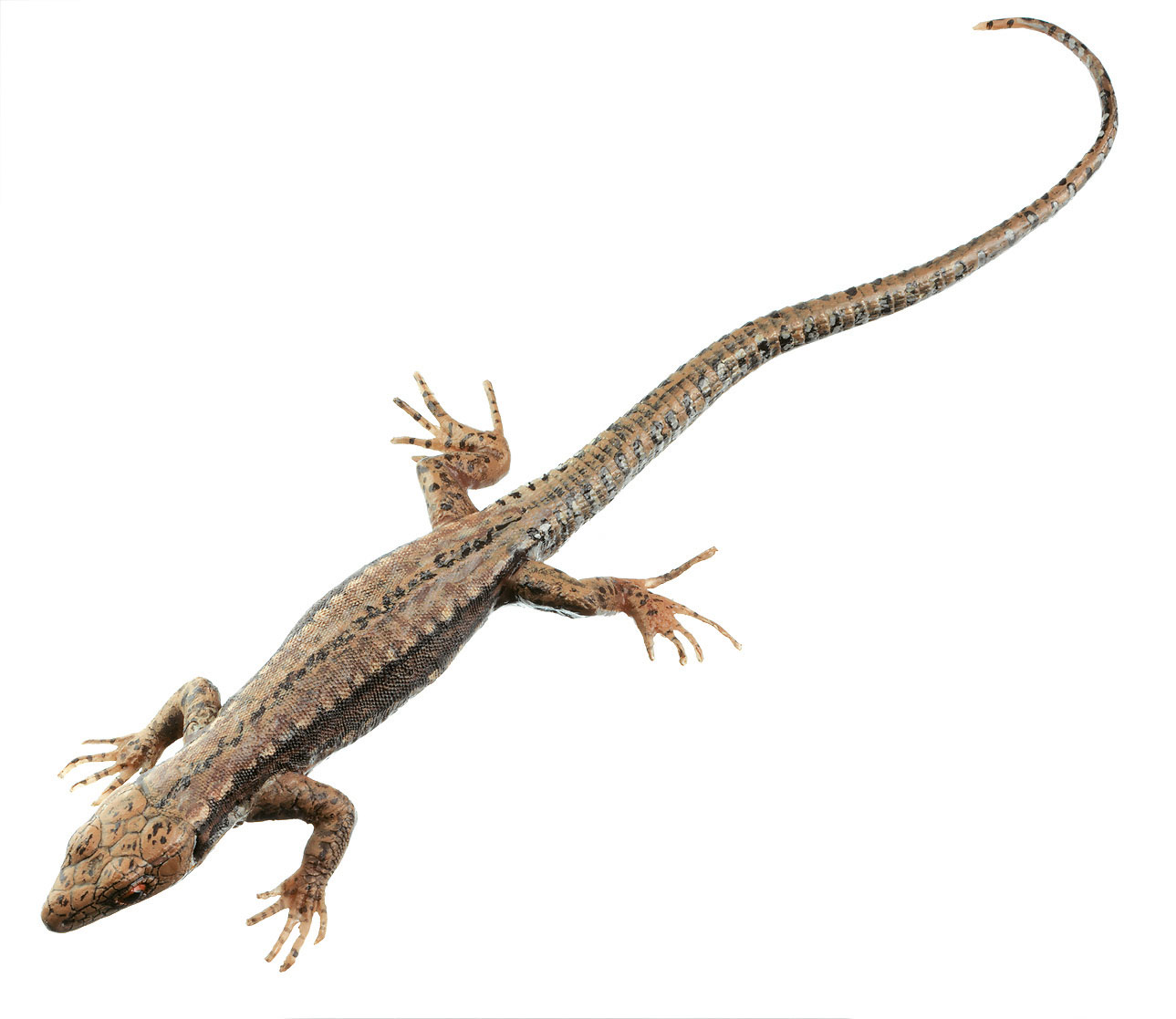 Common Wall Lizard, Female