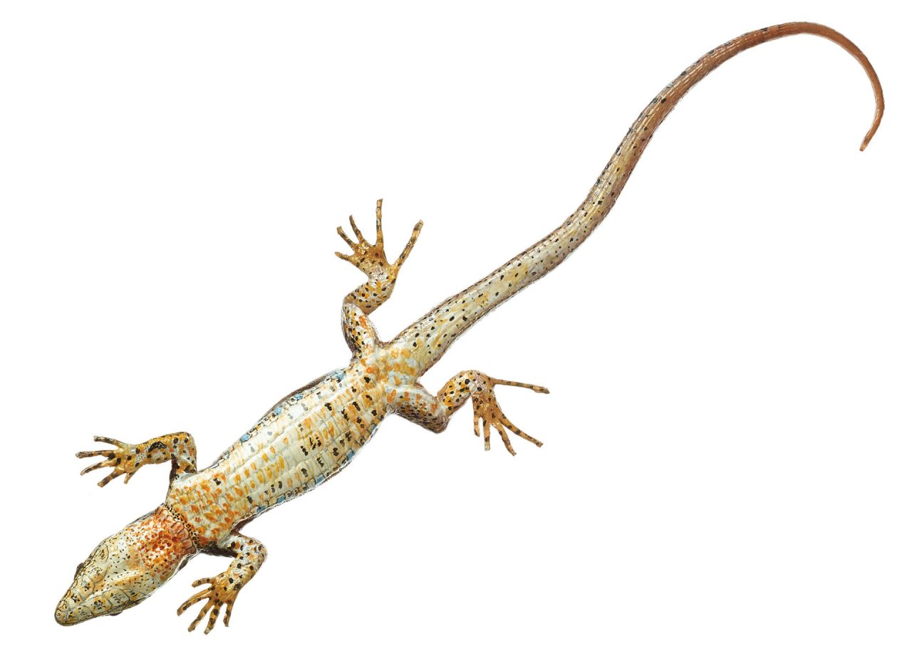 Common Wall Lizard, Female