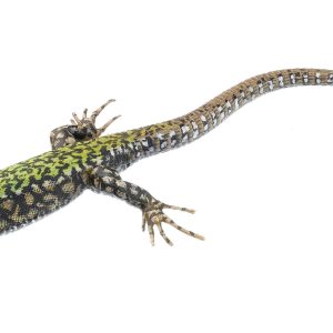 Common Wall Lizard, Male