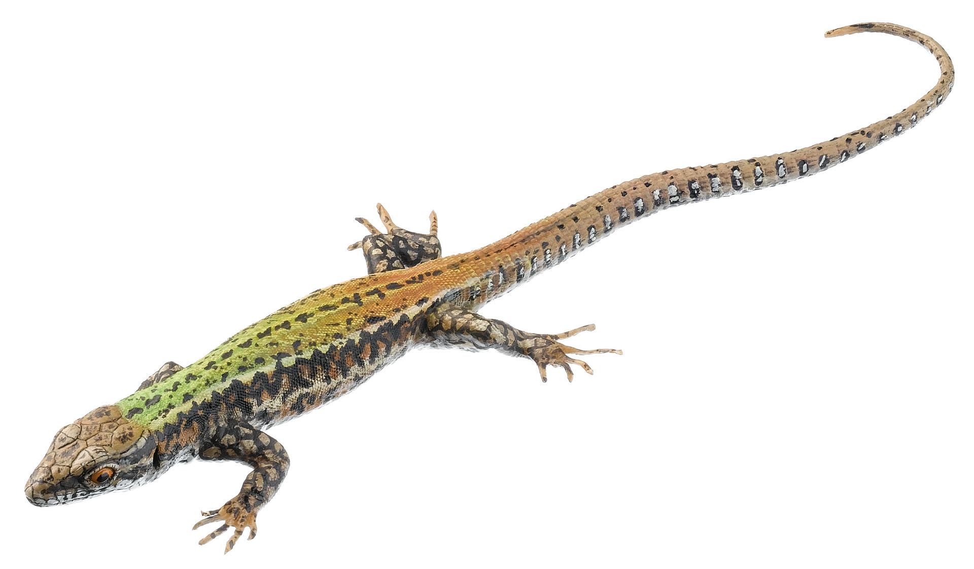 Common Wall Lizard, Female