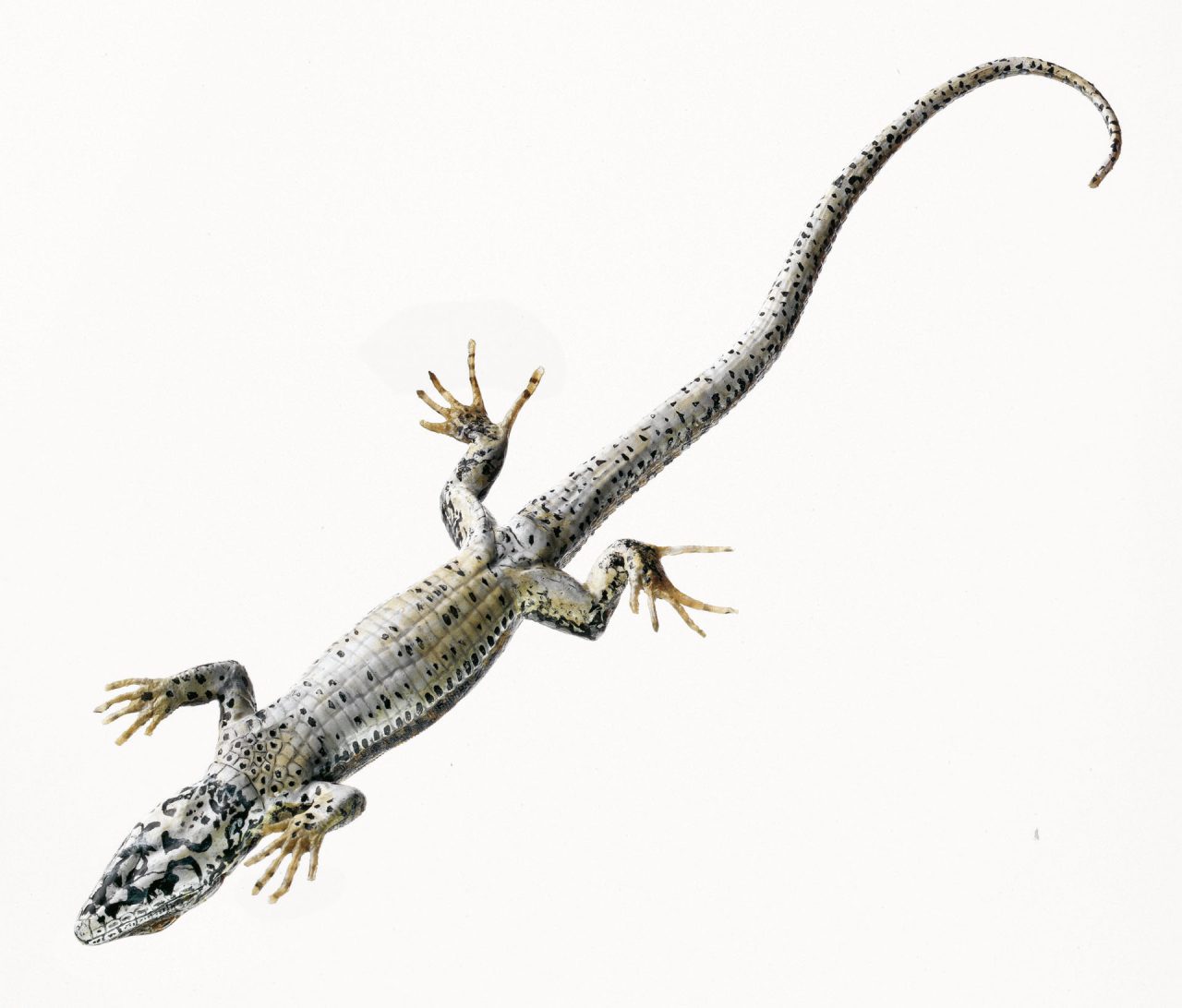 Common Wall Lizard, Female