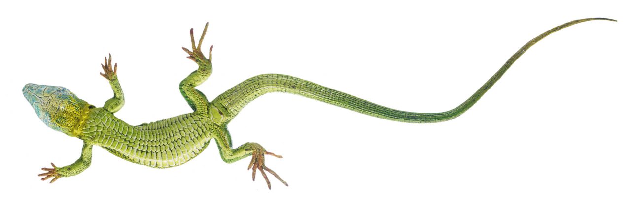 Green Lizard, Male