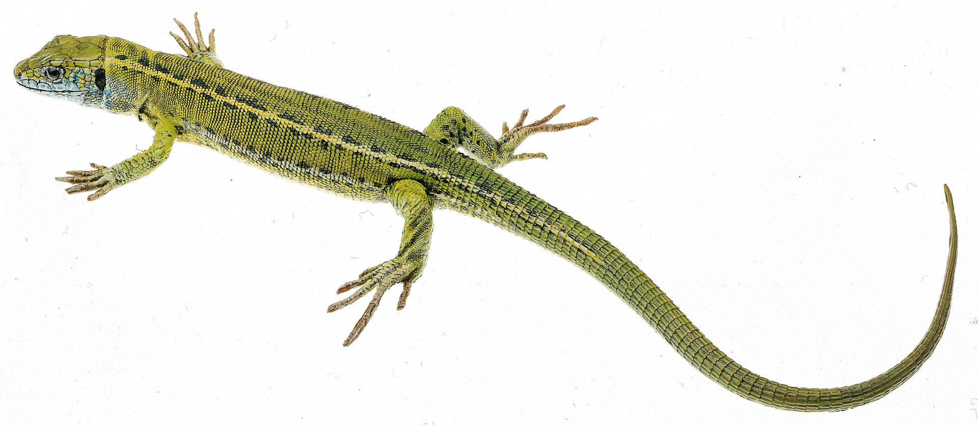 Green Lizard, Female (Half-Grown)