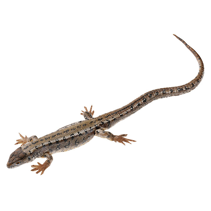 Viviparous Lizard, Male