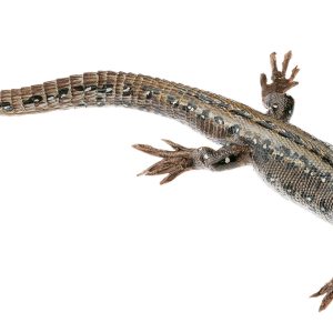 Viviparous Lizard, Female