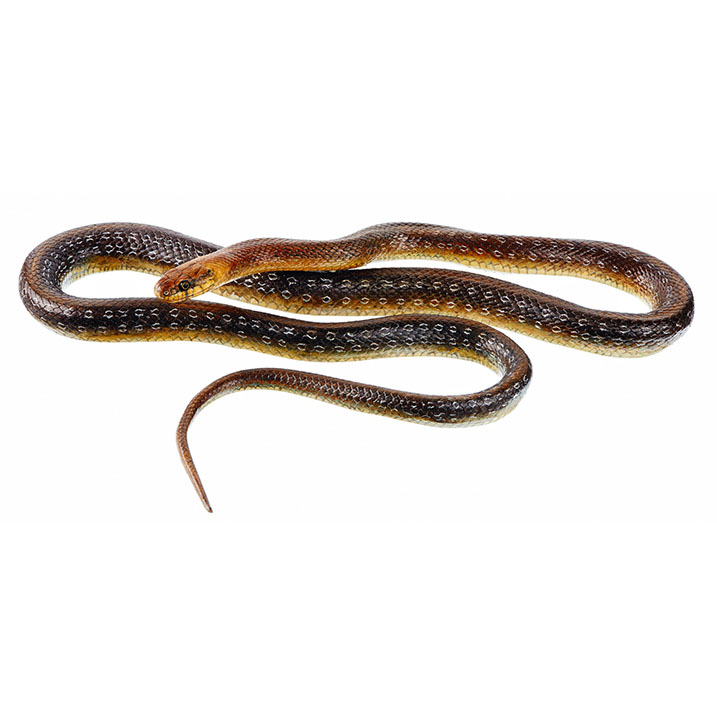 Aesculapian Snake, Male