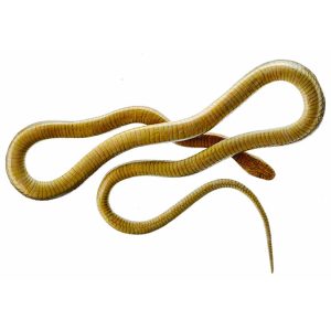 Aesculapian Snake, Male