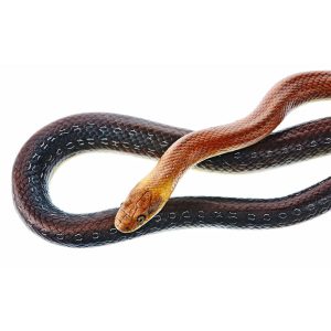 Aesculapian Snake Variant With Light Brown Front of the Body, Male