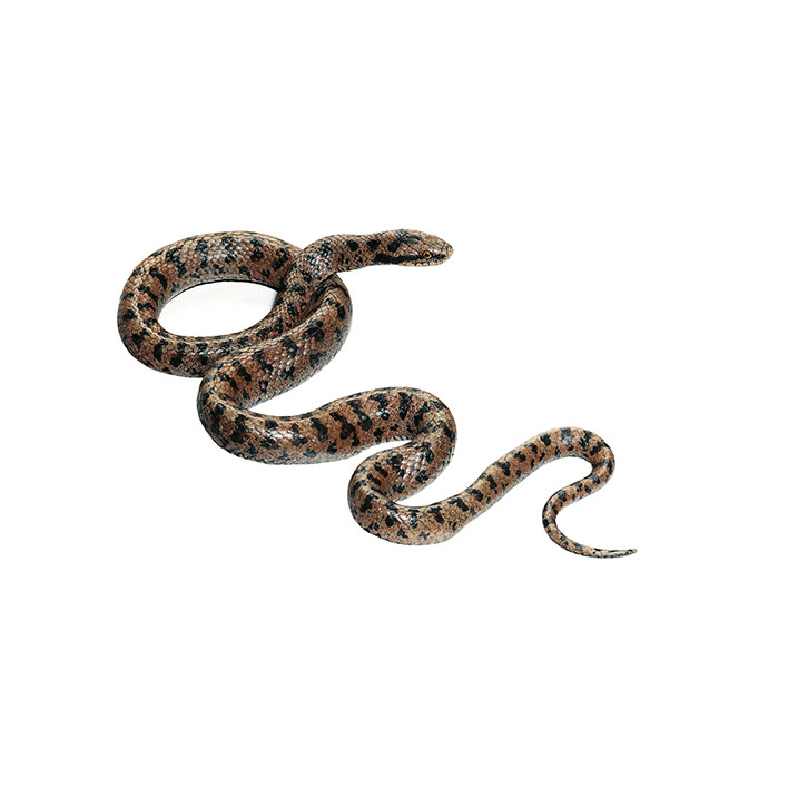 Smooth Snake, Male