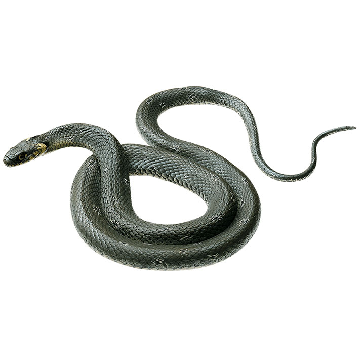 Grass Snake, Female