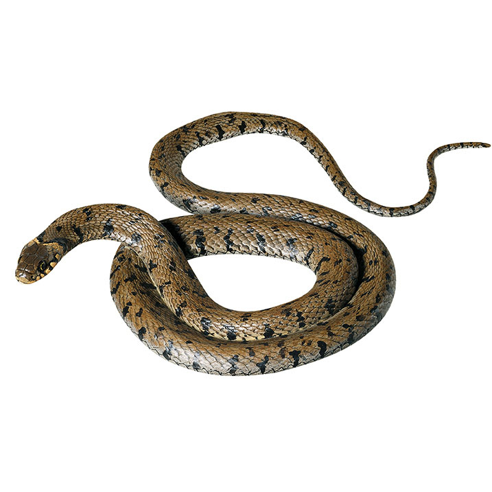 Barred Grass Snake, Female