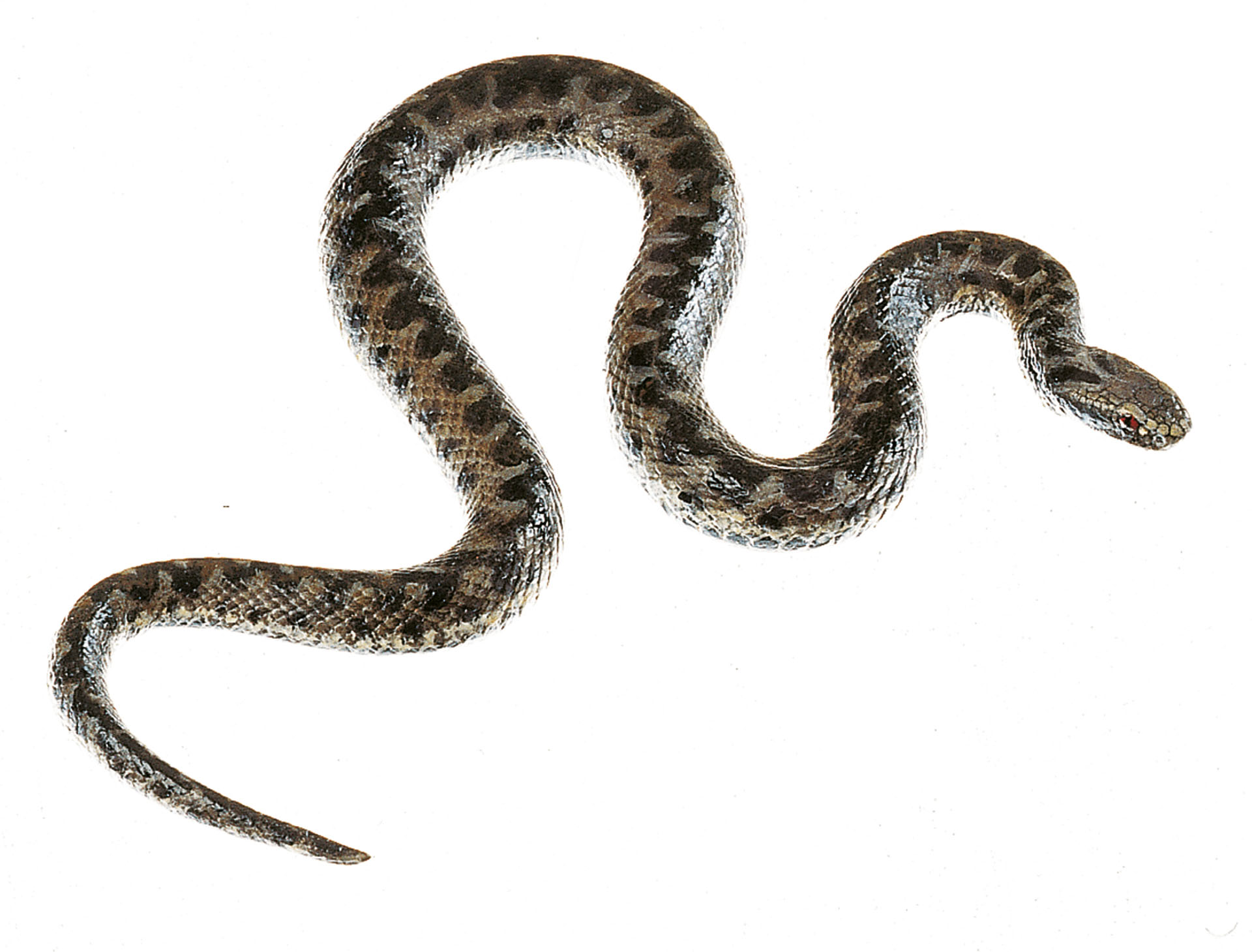 Common Viper Also Called Adder, Young Male