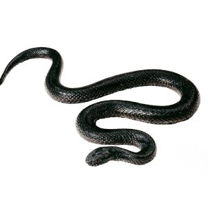 Common Viper Also Called Adder, Melanic Male