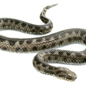 Common Viper Also Called Adder, Adult Male