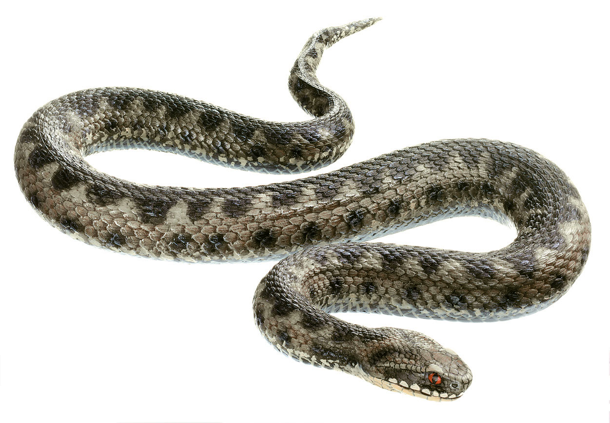 Common Viper Also Called Adder, Adult Male