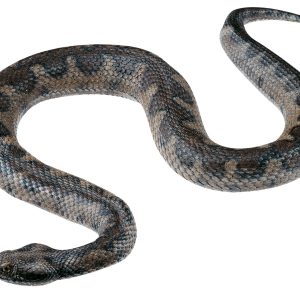 Nose Horned Viper (Sand Viper), Female