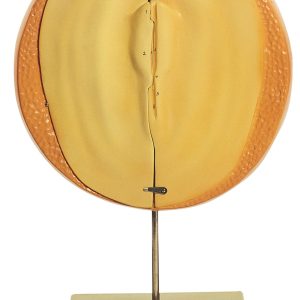 Chicken Embryo After Approximately 20-25 Hours of Incubation