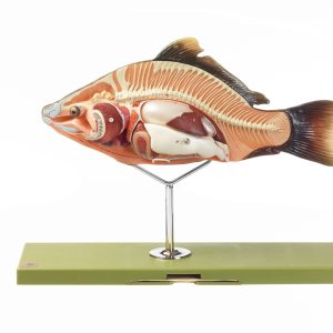Model of the Anatomy of a Bony Fish