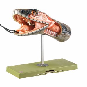 Anatomy of the Head of a Snake