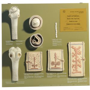 Model Board of the Tapeworms