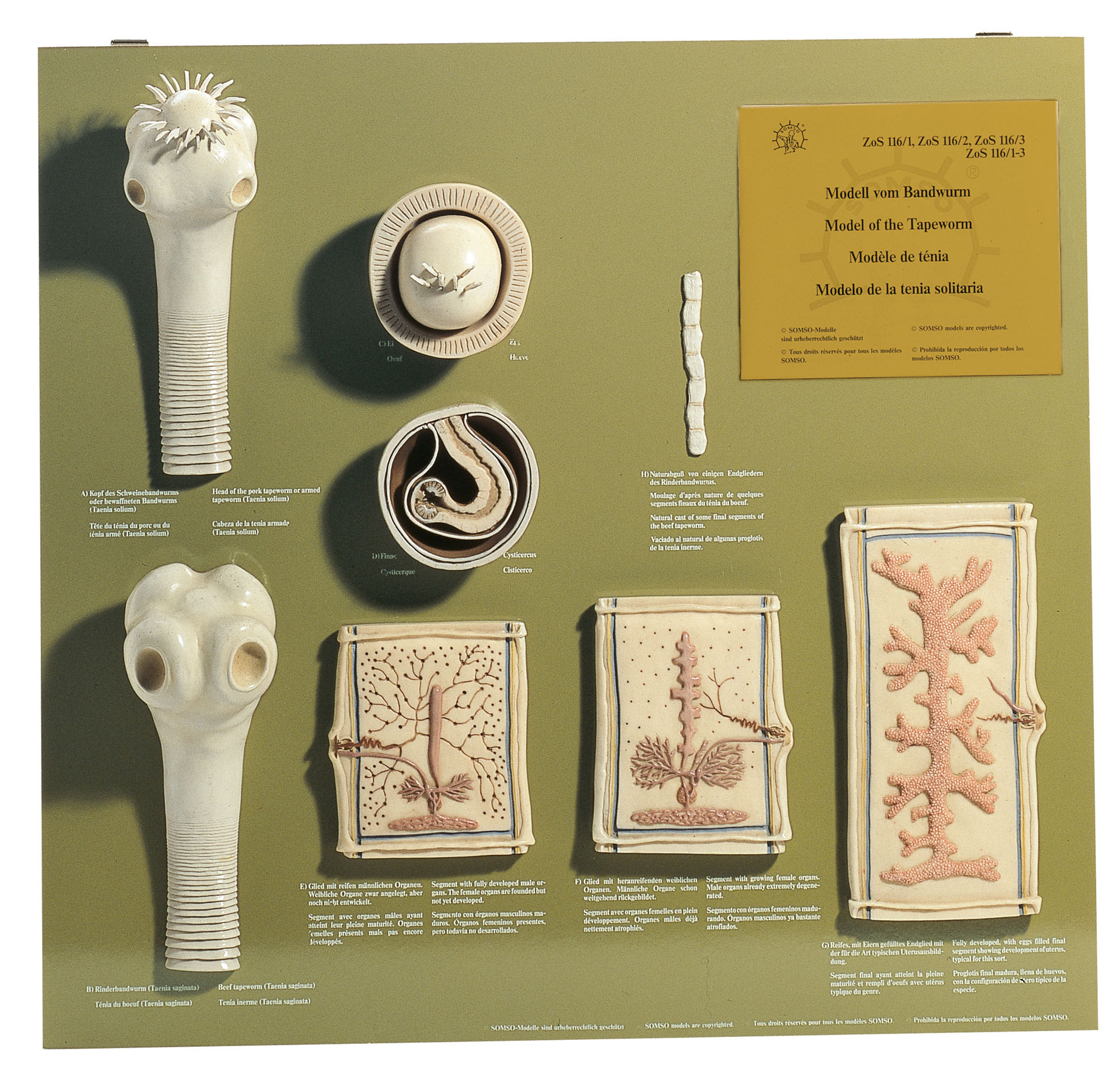 Model Board of the Tapeworms