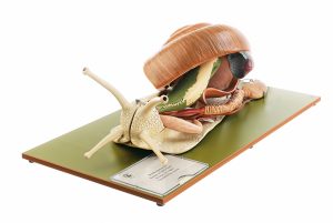 Roman Snail