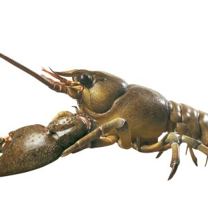 European Crayfish or Noble Crayfish