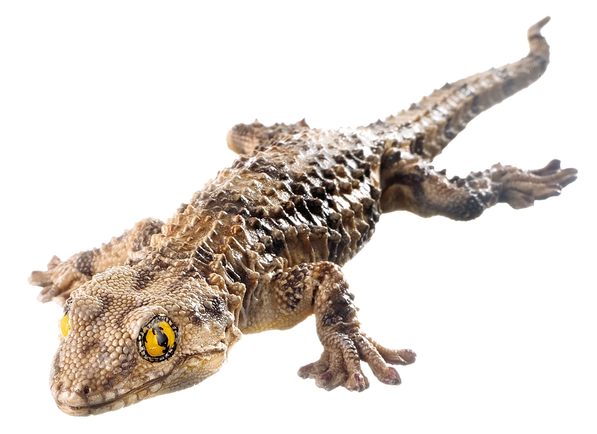 Moorish Gecko