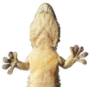 Moorish Gecko