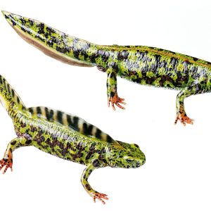 Marbled Newt in Their Aquatic Form, Male and Female