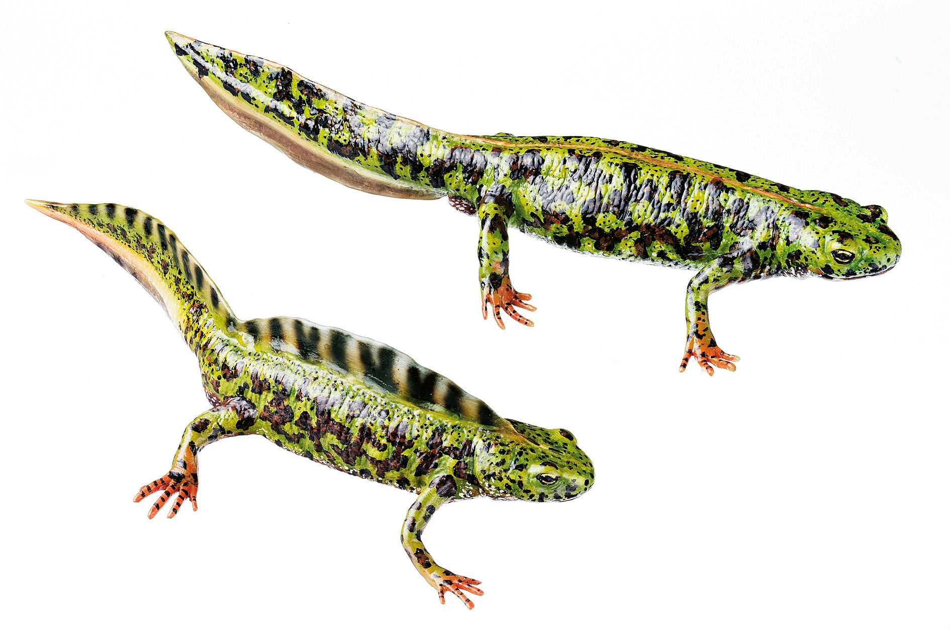 Marbled Newt in Their Aquatic Form, Male and Female