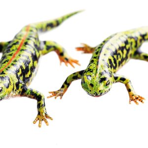 Marbled Newt in Their Terrestrial Form, Male and Female