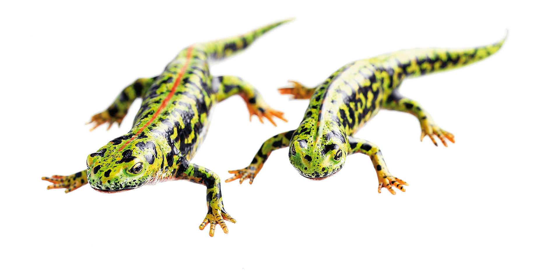 Marbled Newt in Their Terrestrial Form, Male and Female