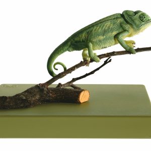 Mediterranean Chameleon
