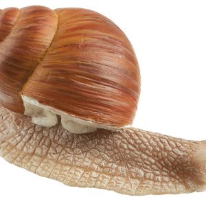 Roman Snail