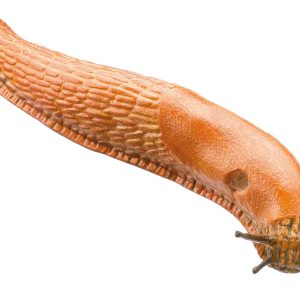 Red Slug