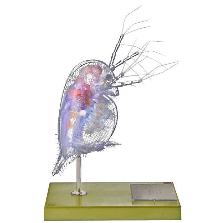 Model of a Water Flea